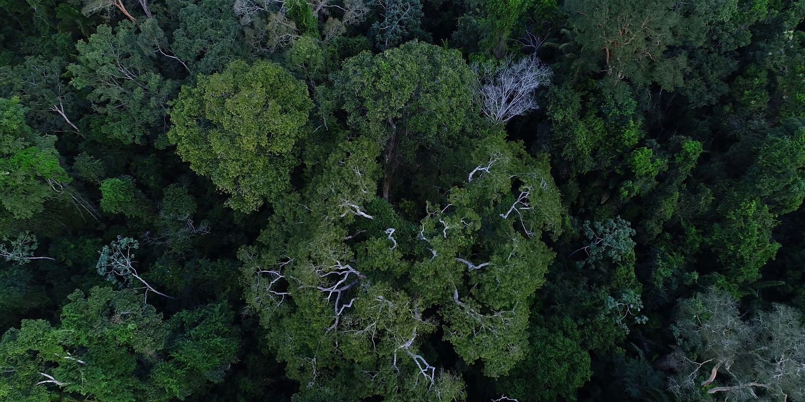 Artistas paraenses apresentam cotidiano amazônico em exposição
